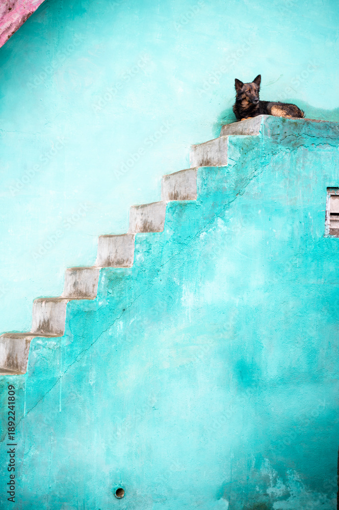 Φωτογραφία Black and brown Indian indie dog sitting calmly against an old blue wall and concrete stairs of a village house in Kookal near Kodaikanal, Tamil Nadu, reflecting rural life
