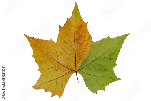 Wallpaper Mural Maple Leaf Torontodigital.ca