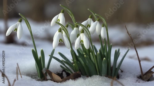 Wallpaper Mural Blumen Torontodigital.ca