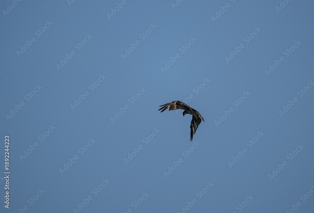Obraz premium A close-up of an osprey in its natural habitat on a sunny day in Thailand