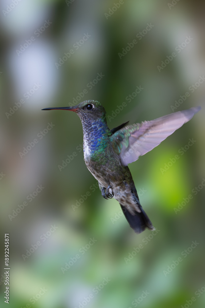 Obraz premium The image shows a hummingbird emerald sapphire (Chionomesa lactea).