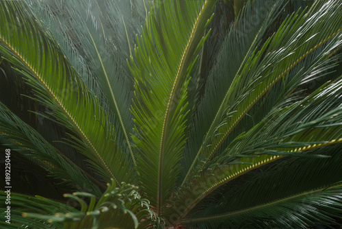 Dense green palm fronds creating tropical foliage background