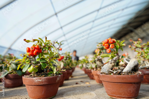 Flower farmers are pruning miniature bonsai at a flower planting base, Luannan County, Hebei Province, China