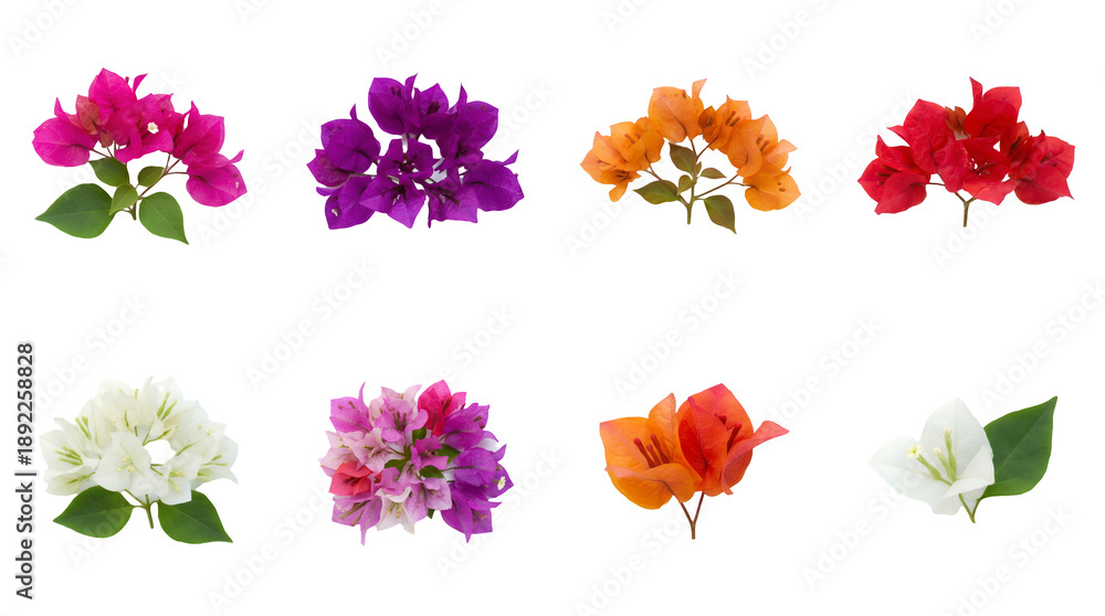 Naklejka premium Bougainvillea flower set including pink, purple, orange, red, and white blossoms isolated. Tropical floral and botanical collection for garden or landscape design.