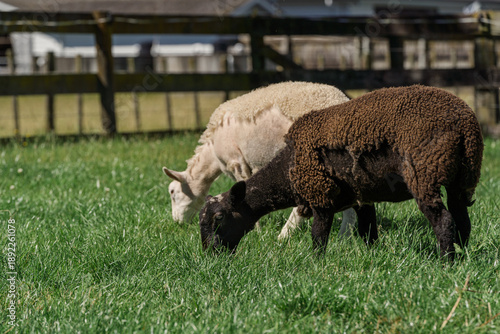 Bilde på lerret Black and white Wiltshire sheep naturally shedding wool on green