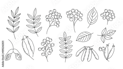 Collection of hand drawn line art depicting various berries, leaves, and seed pods for botanical studies or seasonal nature illustrations.