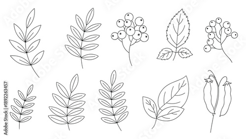 Detailed line art collection of different types of leaves and berry branches in a delicate hand-drawn style on a plain white background.