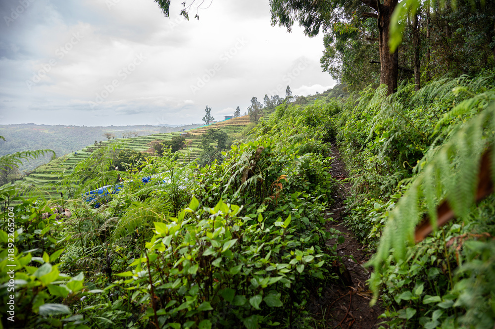 Fototapeta premium Terrace farms in Kookal near Kodaikanal, Tamil Nadu, with fresh green leaves in the foreground overlooking layered hillside cultivation, lush vegetation, and misty monsoon hills.