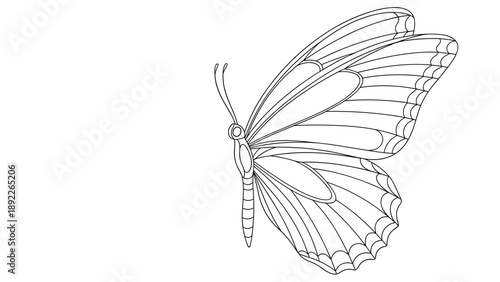 Exquisite black and white line drawing of a butterfly with wide open wings showing elaborate symmetrical patterns on a white background.