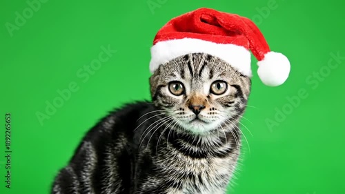 Isolated green screen footage of a docile tabby kitten sitting still and calm while wearing a small festive red Santa hat, perfect for easy video compositing isolation, visual, cutout