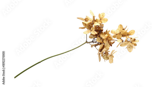 A dried, beige floral cluster with a slender green stem set against a stark black background