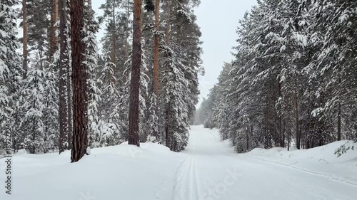 Skiing in a snow-covered winter forest