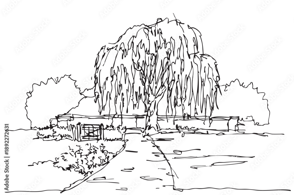 Obraz premium line sketch landscape willow at the end of the garden
