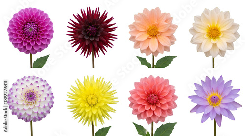 Dahlia flower set including various colors, shapes, and petal types isolated. Botanical and floral design collection.