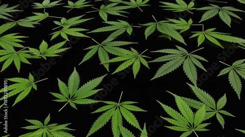 Scattered green cannabis leaves with serrated edges on black background, creating bold botanical pattern.