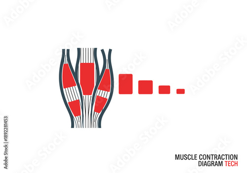 Illustrative diagram depicts muscle contraction, showcasing a sequence of shrinking rectangles. Clean, modern design with red and white color scheme. Ideal for health, fitness, and science visuals.