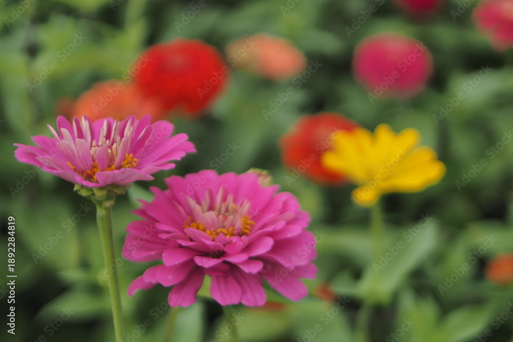 Obraz premium Close-up view of beautiful pink Zinnia elegans flowers