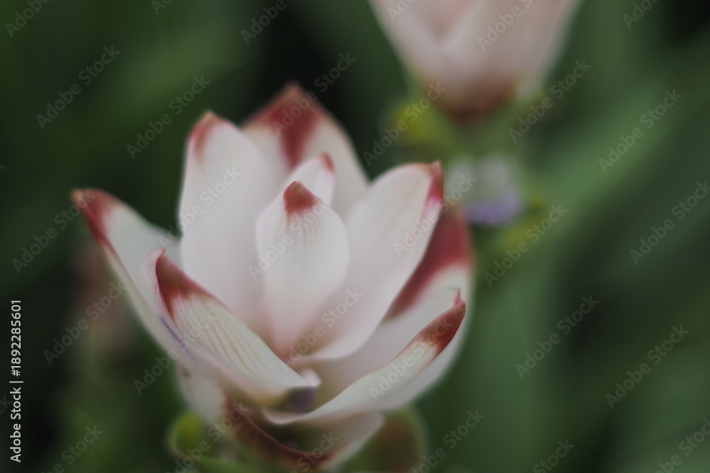 Fototapeta premium Close-up of a beautiful pink Siam tulip flower.
