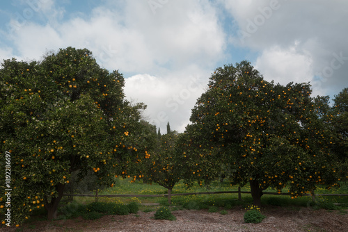 Fruit trees in orchard landscape with cloudy sky and green foliage