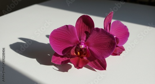 Wallpaper Mural 鮮やかなマゼンタ色の胡蝶蘭二輪が白い台に静かに佇む 強い日差しが深い影と光沢を描き出す美しい一枚. AI Generated Torontodigital.ca