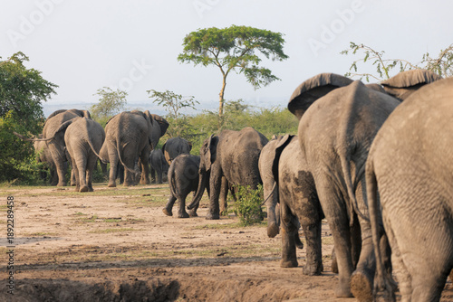 Small herd of African elephants (Loxodonta africana), South Africa