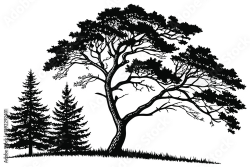 Wide Spreading Tree Silhouette Isolated on White Background