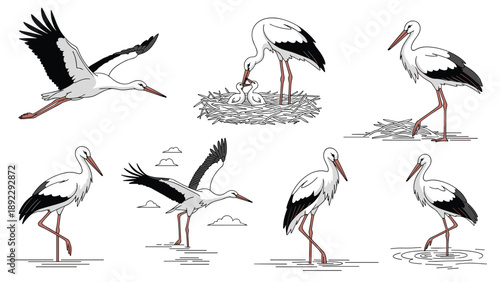 Beautiful set of stork illustrations depicting various life stages and behaviors such as flying, wading in water, and nesting with baby chicks.