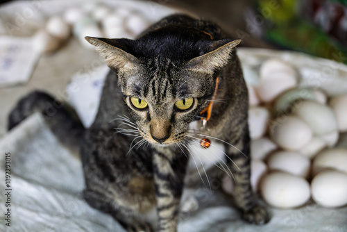 Egg Laying Cat. A dark tabby cat with striking yellow eyes and an orange collar sits among a large pile of fresh eggs on a white sack while looking alertly toward the side at a local market stall