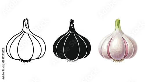 Set of three garlic bulb illustrations outline, silhouette and realistic color drawing