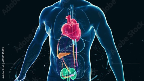 Cardiometabolic CKM Syndrome 3D Visualization: Integrated Heart, Kidney, and Pancreatic Health with 4D Flow MRI Data Overlays