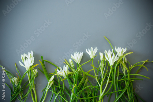 Photography Spring primroses on a pastel surface
