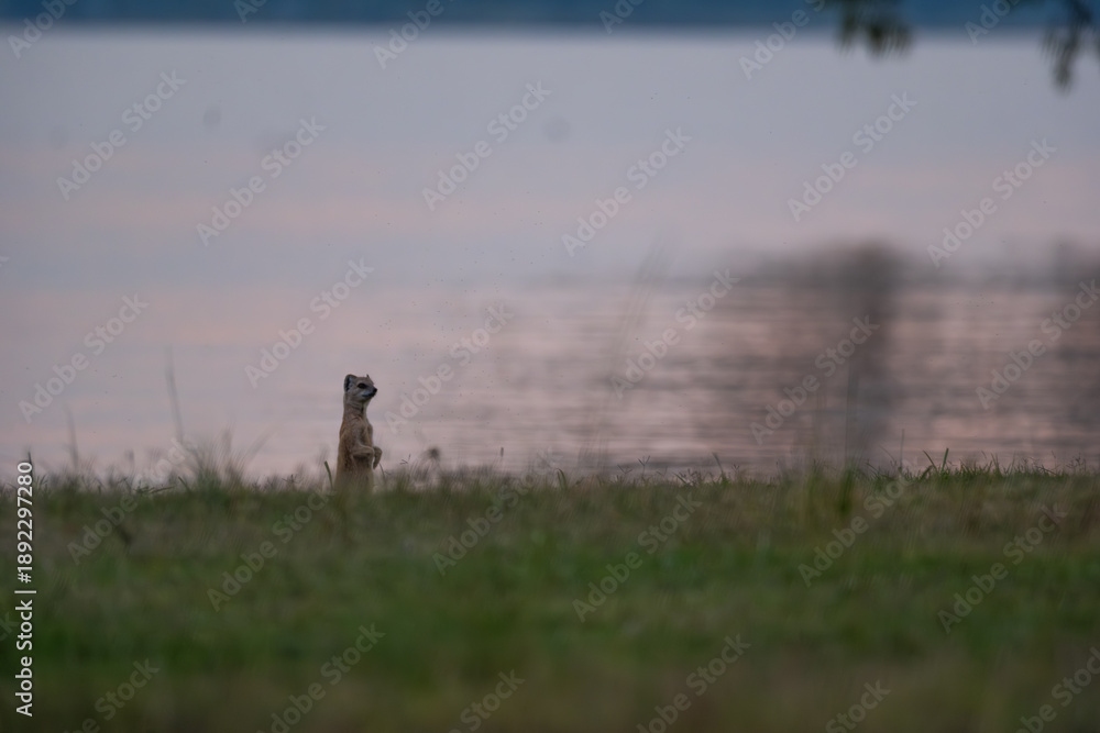 Fototapeta premium Meerkat standing on green grass in front of a lake with soft sunset colors reflecting on the water 