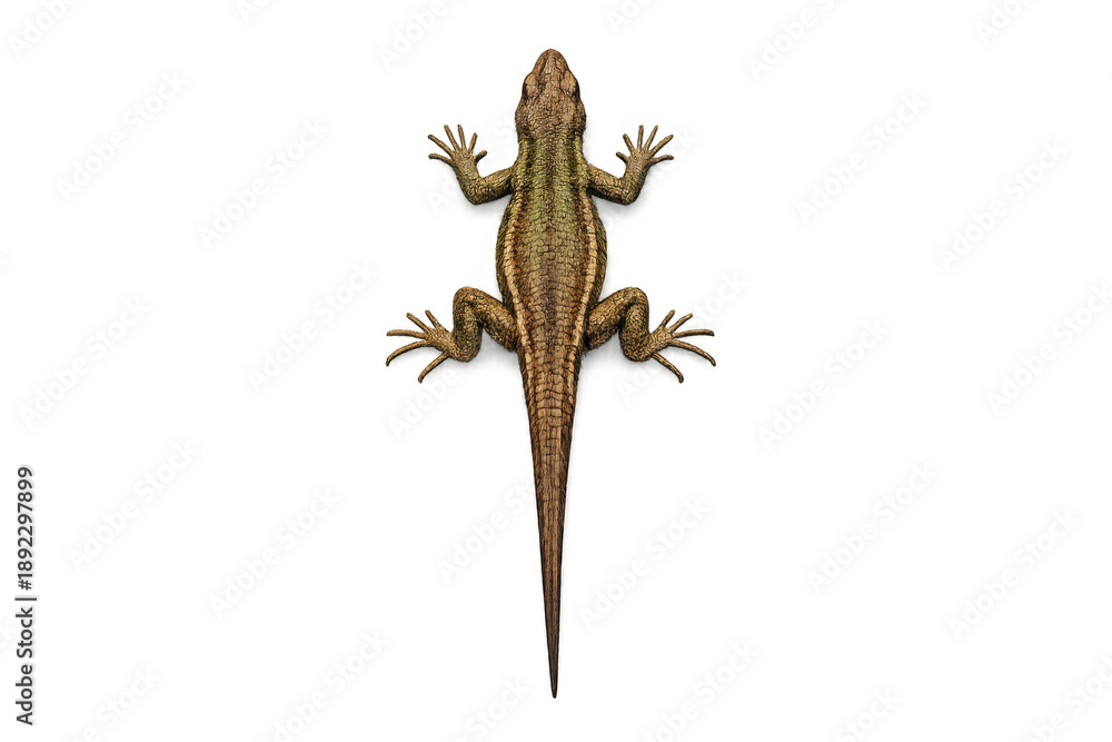 Fototapeta premium Detailed lizard on neutral background: wildlife and reptile study in realistic art style