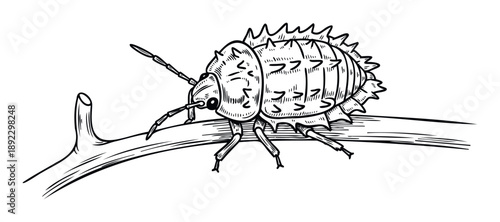 Detailed hand drawn sketch of a unique bug with spiky armor resting on a small tree branch, ideal for biology study guides, nature themed print projects, or educational resources.