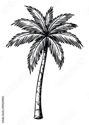 Hand drawn palm tree sketch capturing the essence of tropical paradise perfect for summer vacation themed designs exotic travel brochures and beach resort branding