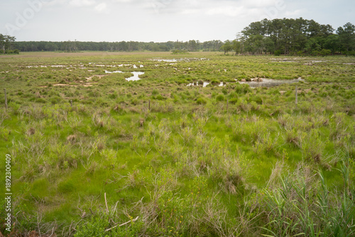 pools collect freshwater after rainfall events and the plan comes back to life with insects and songbirds in the tidal coastal low lying plain of wetlands in an estuarine river delta ecosystem