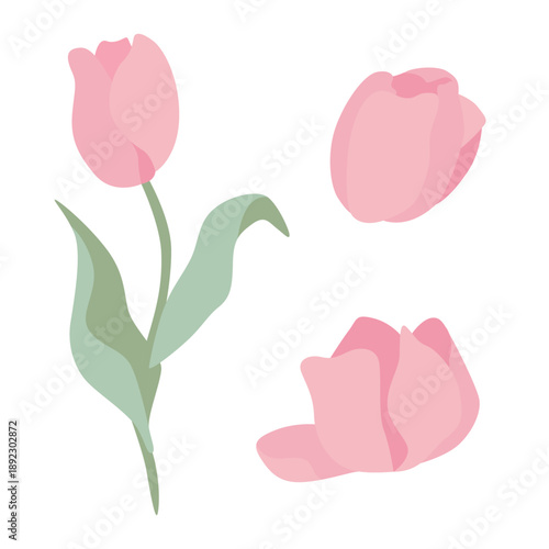 Minimalistic illustration of pink tulip flowers with green leaves on a white background, showcasing a full bloom and partially open flower designs