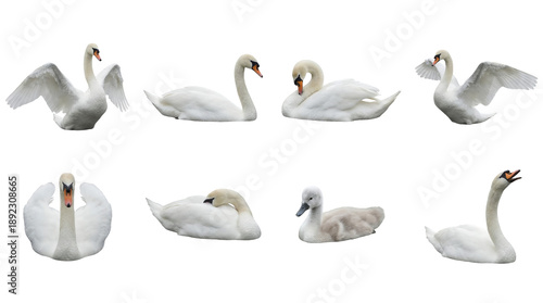 White swan set including swimming, preening, wings spread, and cygnet stages isolated. Elegant waterfowl and wildlife collection for nature design.