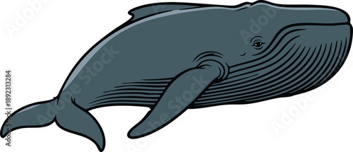 Gray Whale Side View Illustration