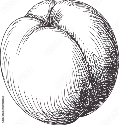 Pen and ink of a ripe peach fruit food