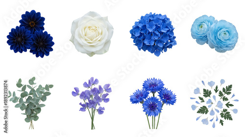 Blue and white floral collection set including dahlia, rose, hydrangea, ranunculus, eucalyptus, sweet pea, cornflower, and petals isolated. Botanical wedding and gardening design elements.