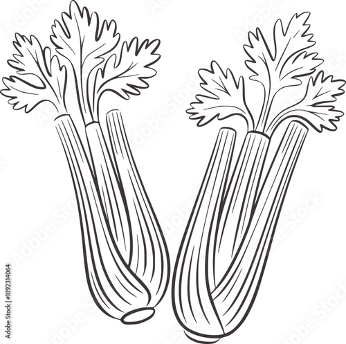 Two stalks of celery with leafy green tops drawn in a simple line style vegetable