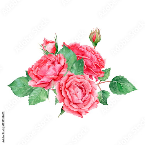 Wallpaper Mural Watercolor rose illustration, a beautiful floral arrangement. Isolated on a white background. Hand-drawn, suitable for postcards, invitations, and printing. Torontodigital.ca