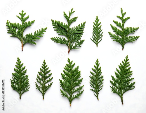 A collection of eight green coniferous tree branches