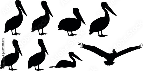 Pelican bird silhouette collection flying standing resting poses wildlife coastal seabird black vector illustration icon set
