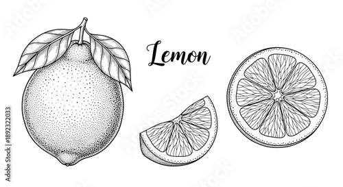 Botanical sketch of a whole lemon with leaves alongside a slice and cross section, featuring detailed stippling and elegant typography.