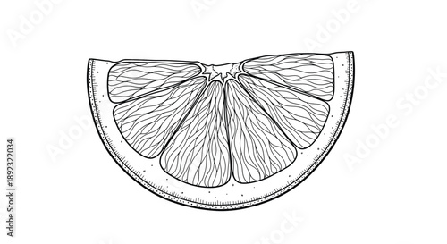 Detailed black and white engraving of a citrus fruit slice, showing the intricate internal structure and juice sacs in a botanical style.