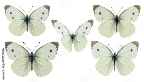 Several white butterflies with dark wingtips and spots are arranged against a black backdrop