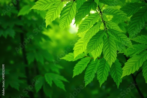 Intricate, overlapping leaves form a dense, vibrant green canopy , element, closeup