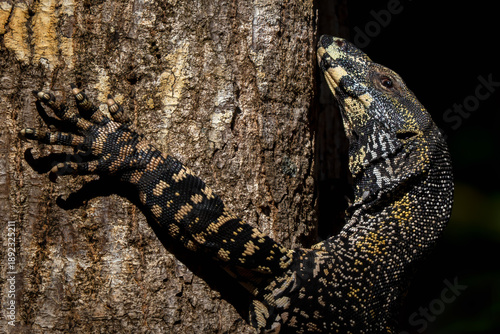 Tablou pe pânză Lace Monitor - Varanus varius, bautiful large monitor lizard native to the forests adn fresh waters of eastern Australia, Queensland